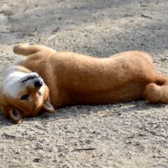 犬がゴロゴロと転がっている！何かの病気？その理由とは