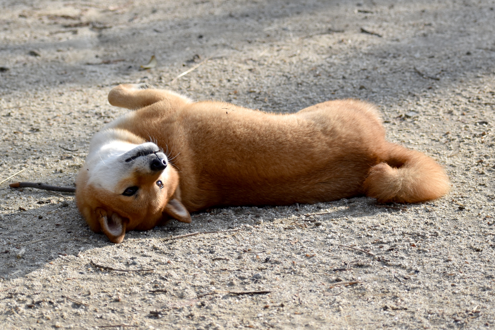 犬がゴロゴロと転がっている！何かの病気？その理由とは | Laki®shop