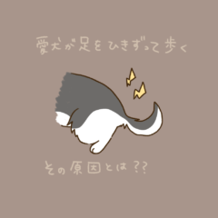 犬が足を引きずって歩いている!その原因とは