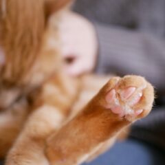 犬や猫の肉球は何の為にあるの？実は肉球には重要な役割があった！