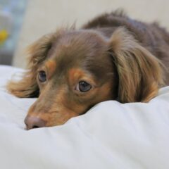 犬が自分のしっぽを追いかけまわしている！しっぽにまつわる犬の気持ちとは