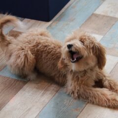 愛犬が遠吠えをしている？様々な犬の鳴き声とその理由