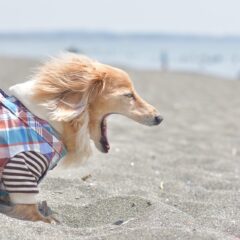 犬があくびをするのは眠いだけじゃない？その理由とは