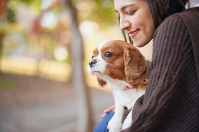 懐く 犬 販売済み ペット