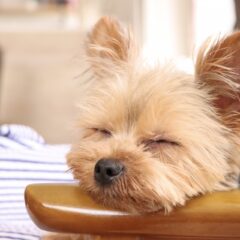 寝ている位置で気持ちがわかる？犬の飼い主に対する気持ちの表現