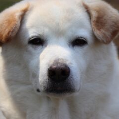 犬が耳をぺたんとしている理由！反省しているようで実は・・・？