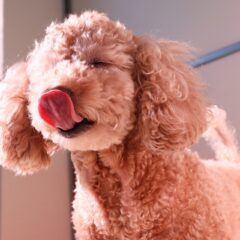 噛んだ後に舐めるのはなぜ？噛んでごめんねと思いきや実は・・・