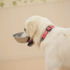 愛犬がご飯を丸呑み、早食い・・・これって大丈夫？