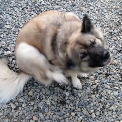 犬も花粉症に？花粉が与える犬への影響