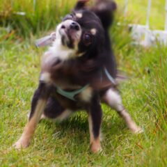 犬が体をぶるぶると震わせる理由・・・濡れてないのにどうして？