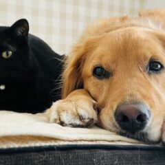 今更聞けない！犬・猫が絶対に食べてはいけない食べ物