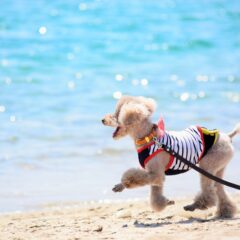 もうすぐ夏本番!夏の暑さが与える犬への影響