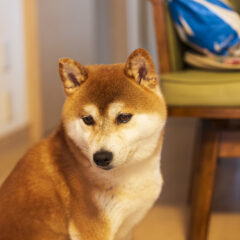 犬に反省という感情は無い!犬が持つ感情にはどんなものがある?