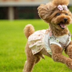 【犬を迎える前に必読！】犬との暮らしを始めるための準備と心構え10選