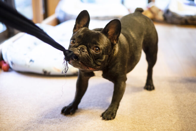 犬 家具 を コレクション かじる