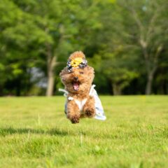 夏もピーク!犬の暑さ対策