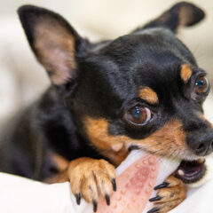 犬が家具をガジガジ…何かの病気?物を齧る原因とは?