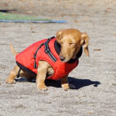 犬がうんちをする前にくるくるまわるのはなぜ??