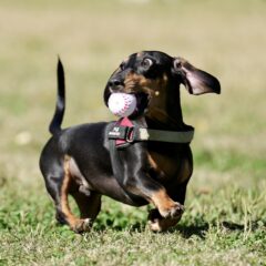 室内飼い&外飼いで性格は変わる?それぞれのメリット・デメリット