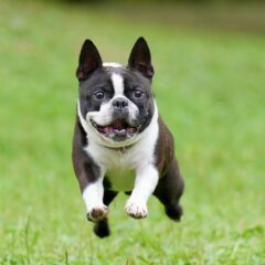 犬の行動を知ろう!うんちの後に走り出す理由とは?