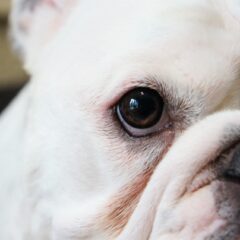 瞼が3つ!?なるほど！犬の体の不思議あれこれ 🤔