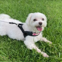 【獣医さんに聞く！】知っておきたい！愛犬・愛猫の「迷子」対策と、もしもの時の対処法