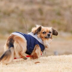 【犬種別！飼い主必見】あなたの愛犬をより深く理解するための豆知識集