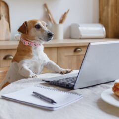 【犬好き必見！】知っておくと愛犬ともっと仲良くなれる！驚きの豆知識10選