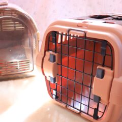 【もしもの時のために】愛犬を守る！災害対策の豆知識10選