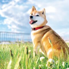 【愛犬とのお出かけをもっと楽しく！】犬と一緒に行けるおすすめスポット＆マナー豆知識