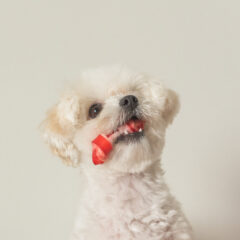 【驚異の能力！】人間の世界とは大違い？犬の五感に隠された秘密とは！