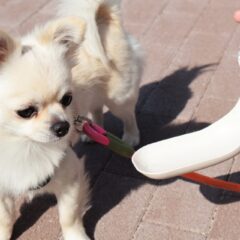 【獣医さんに聞く！】なぜ、うちの子は「水をあまり飲まない」の？愛犬・愛猫の水分補給の秘訣