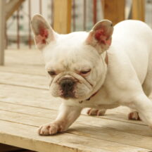 お散歩の時の「拾い食い」をやめさせたい！効果的なしつけ方法