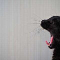 【獣医さんに聞く！】知っておきたい！愛犬・愛猫の「歯周病」予防とケアの秘訣