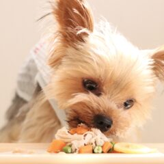 犬が食べてはいけない危険な食べ物！もしもの時の対処法も