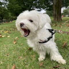 【獣医さんに聞く！】なぜ、うちの子は「吠えすぎ・鳴きすぎ」なの？愛犬・愛猫の過剰な要求行動とストレスケアの秘訣