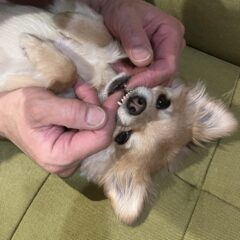 【獣医さんに聞く！】知っておきたい！愛犬・愛猫の「お薬」の飲ませ方と注意点