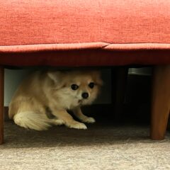 【愛犬・愛猫家必見！】なぜ、うちの子は「雷や花火の音」が苦手なの？恐怖を和らげる秘訣
