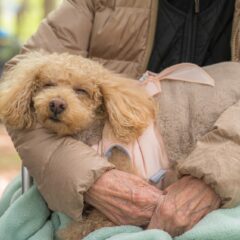 【獣医さんに聞く！】知っておきたい！愛犬・愛猫の「シニア期」の健康管理と快適な暮らしの秘訣
