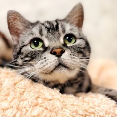 愛猫がゴロゴロと喉を鳴らすのはなぜ？ 秘密のサインを読み解こう！