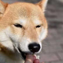 シニア犬との暮らし方：快適で幸せな老後を過ごすためのケア
