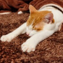 ペットと迎える初めての冬：愛犬・愛猫の寒さ対策