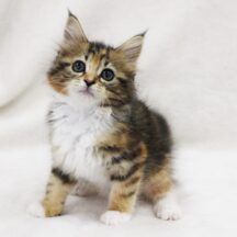 家族として猫を迎えるための準備リスト：子猫を迎える前に知っておきたいこと