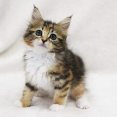 家族として猫を迎えるための準備リスト：子猫を迎える前に知っておきたいこと