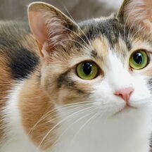 愛猫の「ニャー」に隠された気持ちとは？ 鳴き声でわかる猫の気持ち