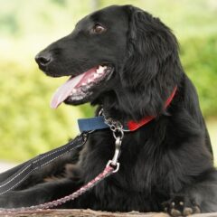 散歩が苦手な犬はどうすればいい？ 楽しく歩くための5つのステップ