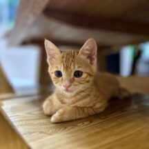 【3月の恐怖】春一番が愛犬・愛猫を壊す！？パニック脱走を招く「春の嵐」と絶対NGな飼い主の行動