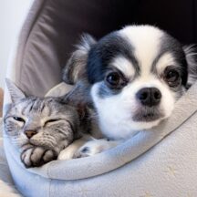 ペットを飼う前に知っておくべきこと：家族に迎え入れるための準備リスト