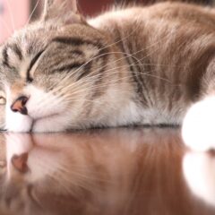 ペットの防災対策：もしもの時に備える準備リスト