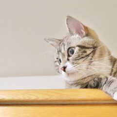 猫を飼うなら知っておきたい！猫の爪とぎのしつけ方